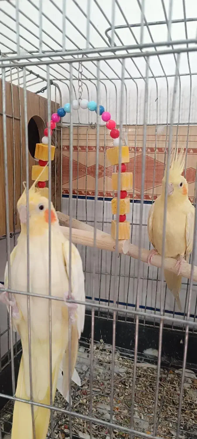 یک جفت عروس هلندی نرماده ودوتا مرغ مینا قیمت مناسب|پرنده|نرماشیر, |دیوار