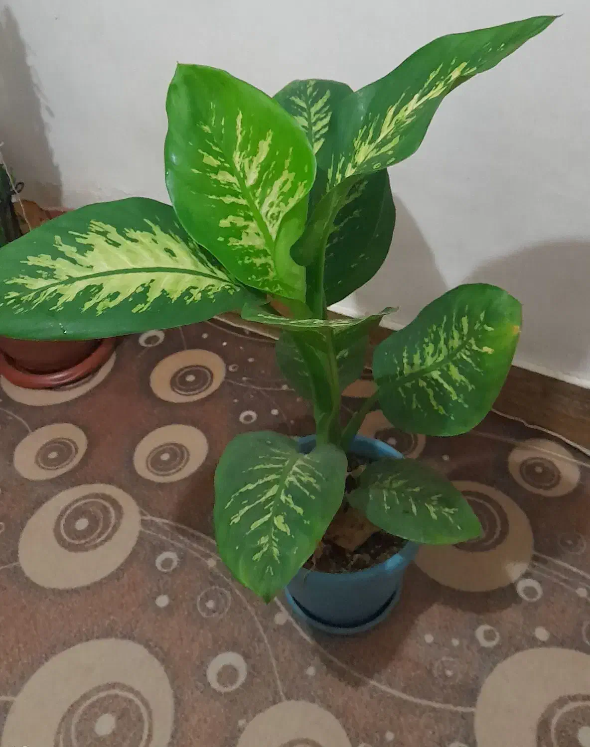 گل دیفن باخیا|گل و گیاه طبیعی|رضوانشهر, |دیوار