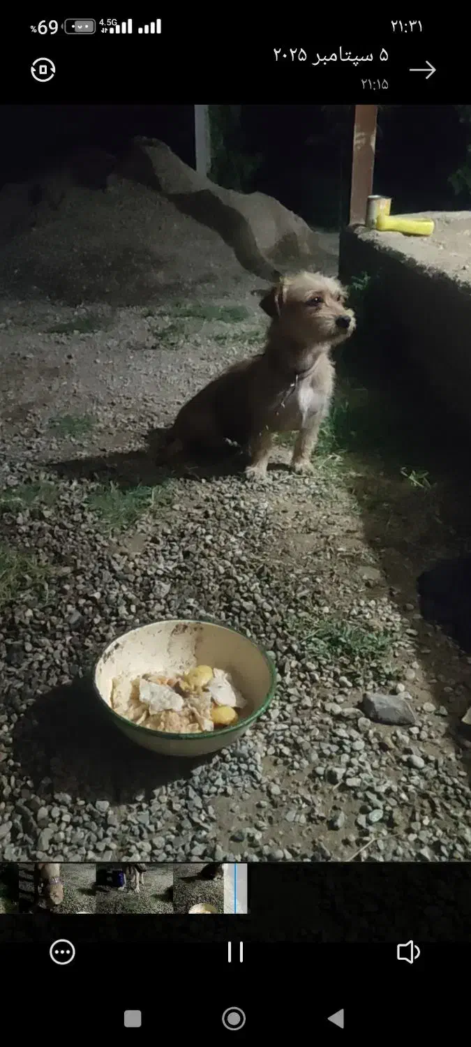 سگ پاکوتاه گمشده|حیوانات|ارومیه, |دیوار