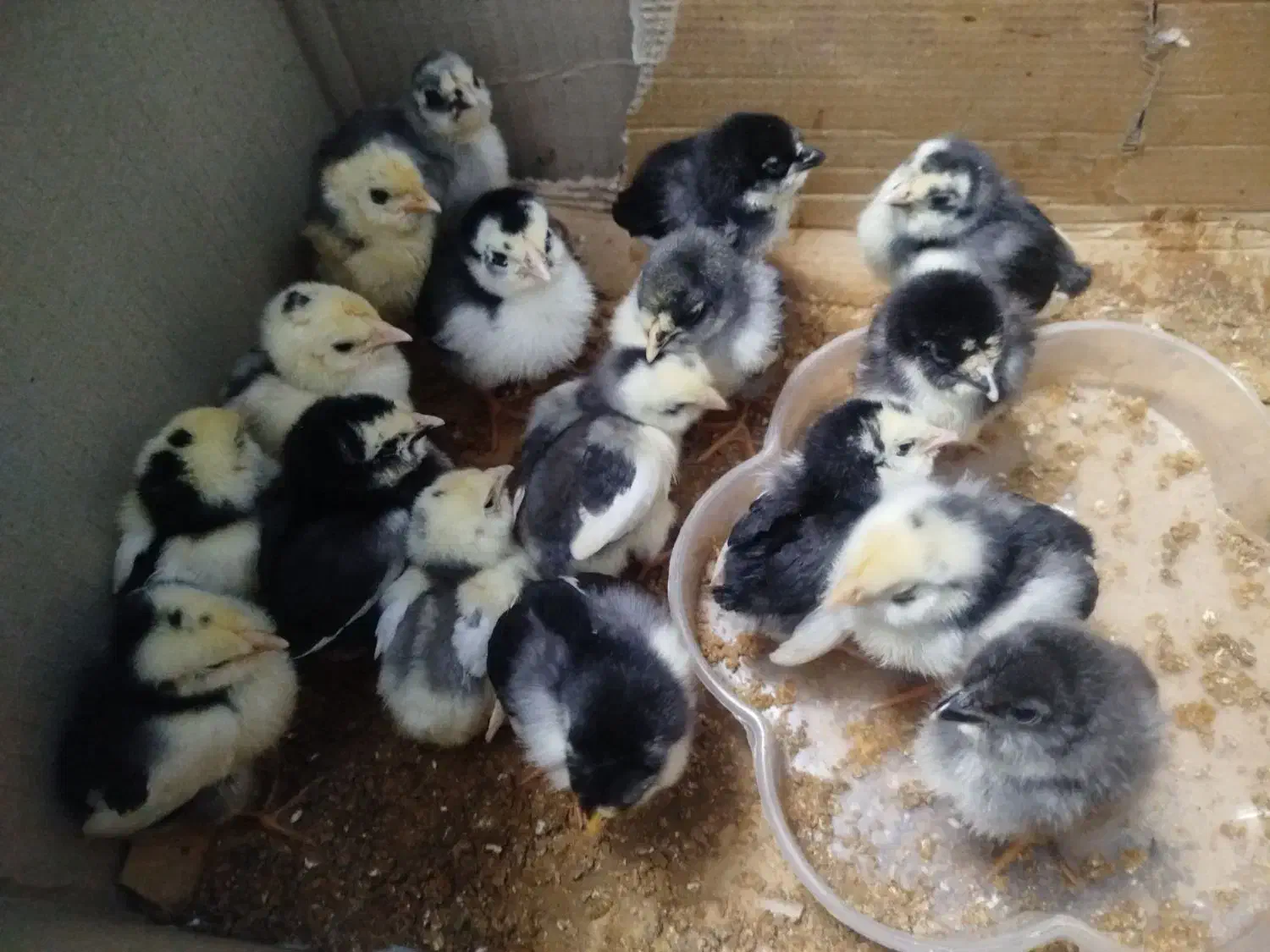 جوجه گلین ۴۰تاج ریشی|حیوانات مزرعه|یزد, |دیوار