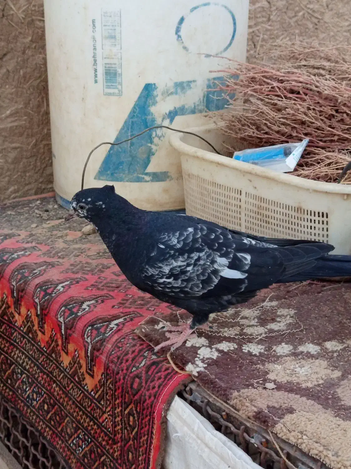 کبوتر|پرنده|خنداب, |دیوار