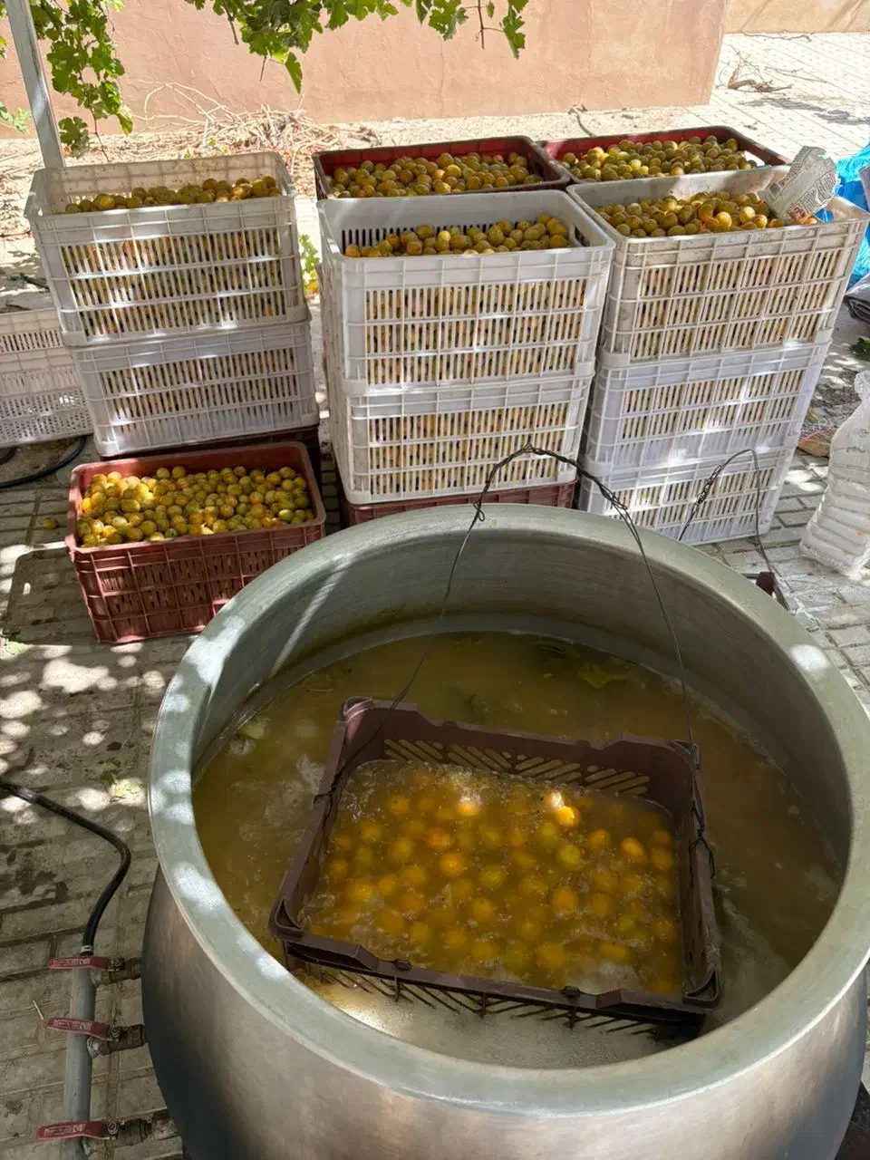 فروش ویژه آلو بخاراگردو کشمش|خوردنی و آشامیدنی|شیراز, نصر|دیوار