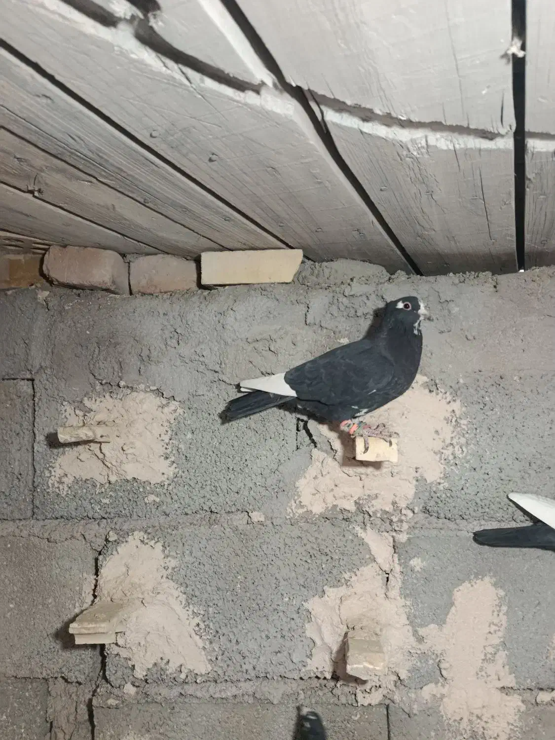 پلنگ فروشی|پرنده|بردسیر, |دیوار