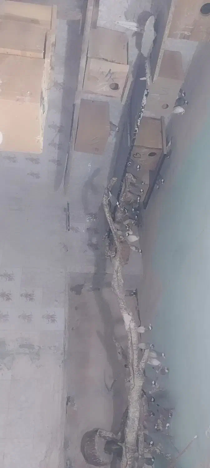 پرنده|پرنده|مشهد, محمدآباد|دیوار