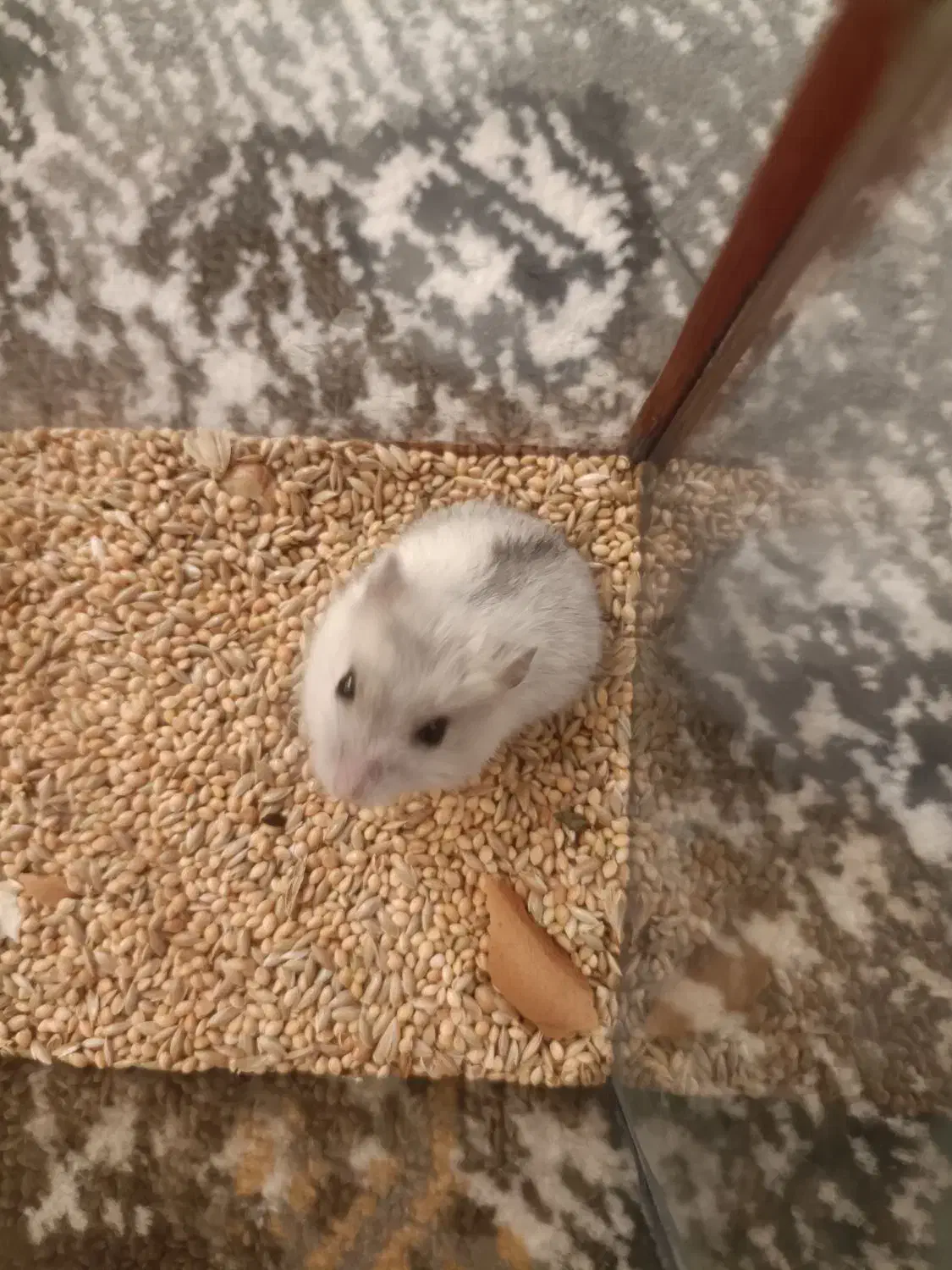 همسر کوچیک نژاد خارجی وارداتی|موش و خرگوش|قرچک, میرزائی شمالی|دیوار