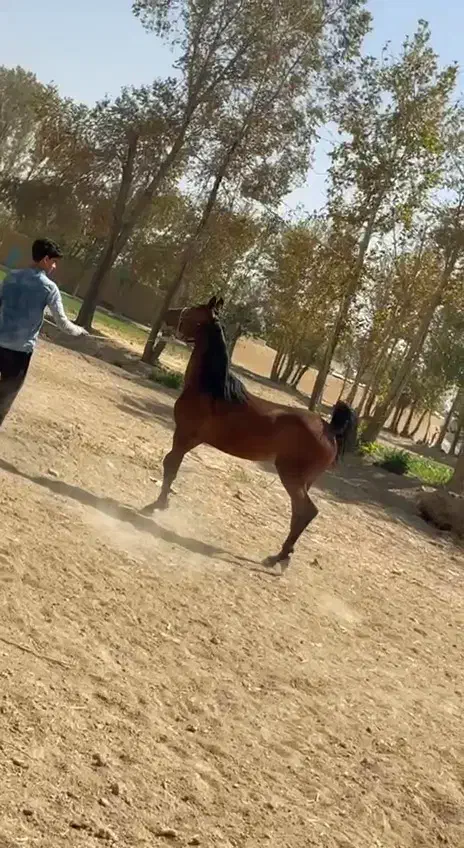 کره مادیون اسب|اسب و تجهیزات اسب‌سواری|خمینی‌شهر, |دیوار