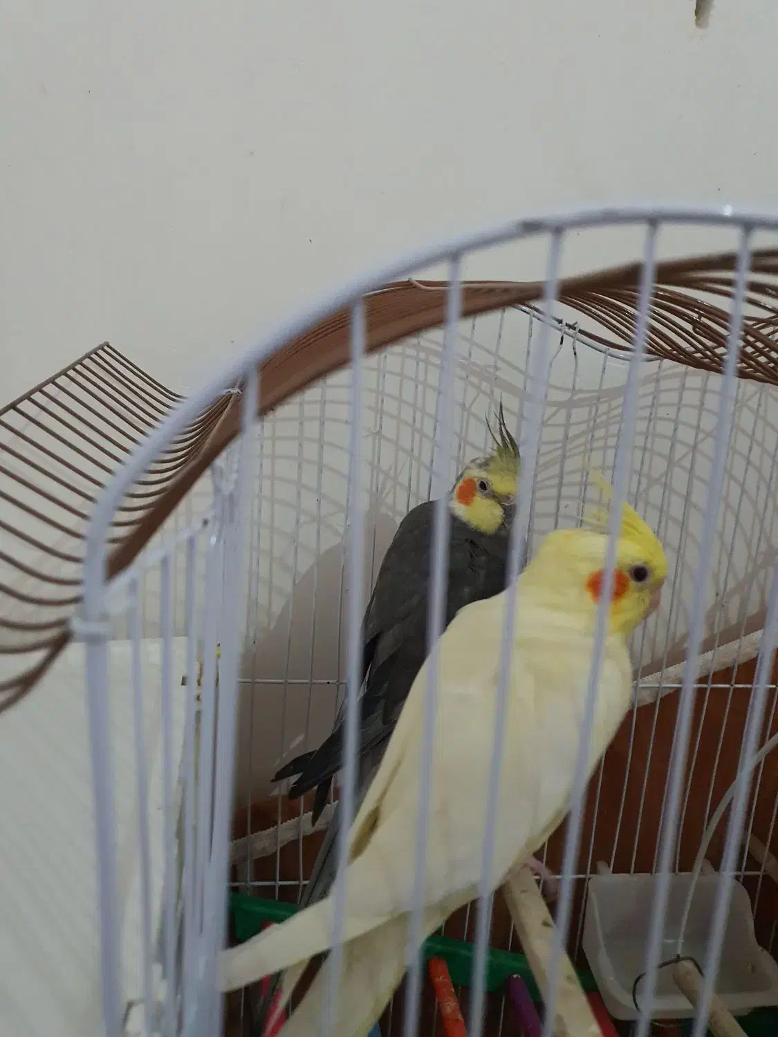 دوعدد عروس هلندی نروماده|پرنده|اردبیل, |دیوار