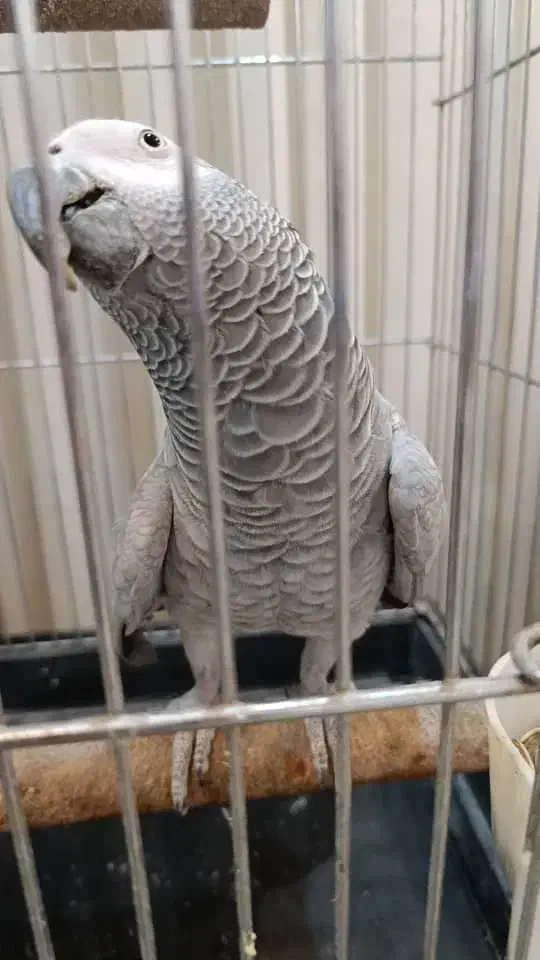 کاسکو رام دستی باهوش پرکلام|پرنده|تهران, اسکندری|دیوار