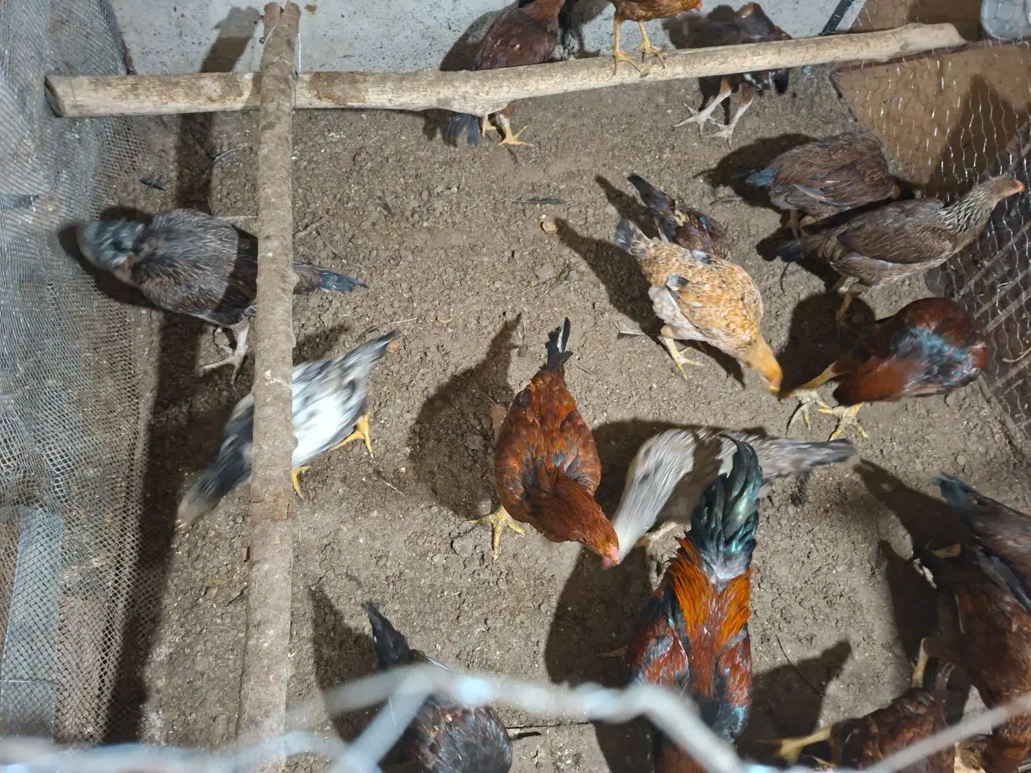 فروش مرغ و خروس لاری|حیوانات مزرعه|سردشت, |دیوار