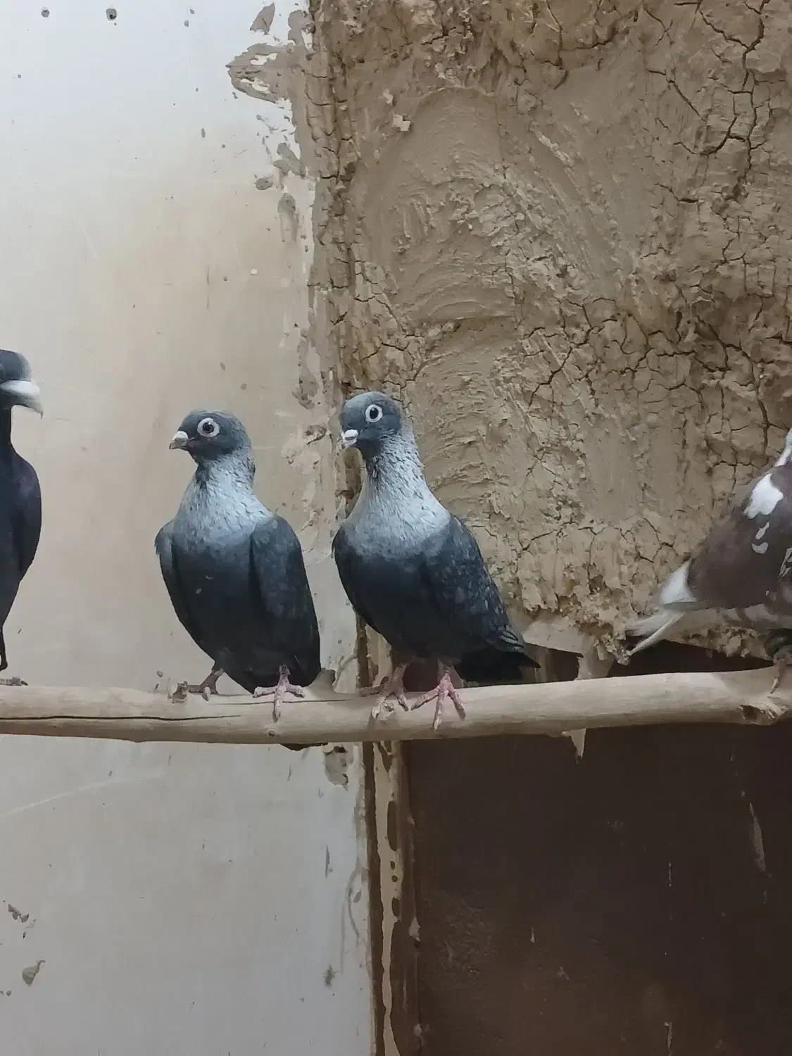 کفتر.کبوتر رنگی موشی|پرنده|رضویه, |دیوار