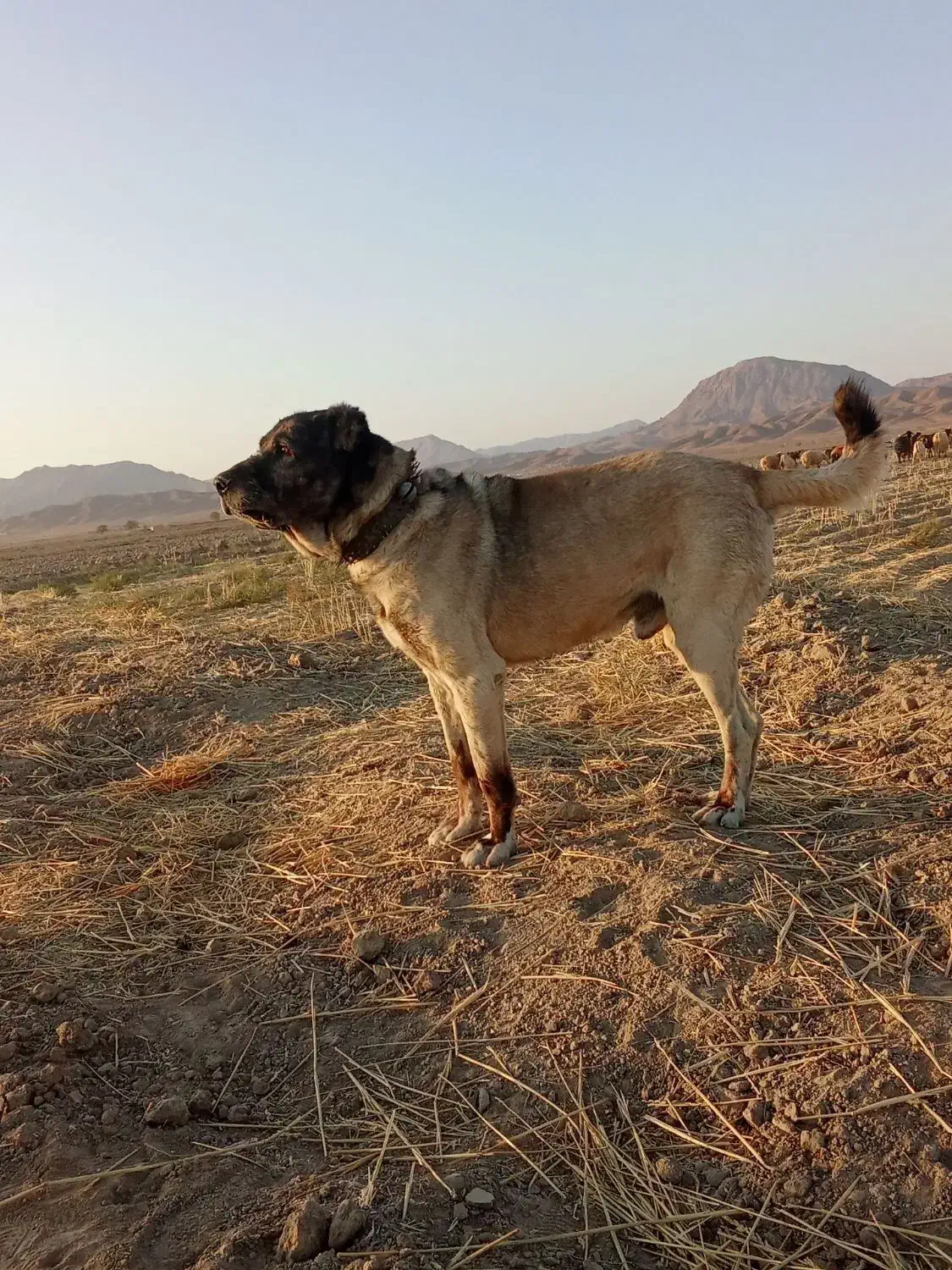 سگ گله|سگ|نیمبلوک, |دیوار