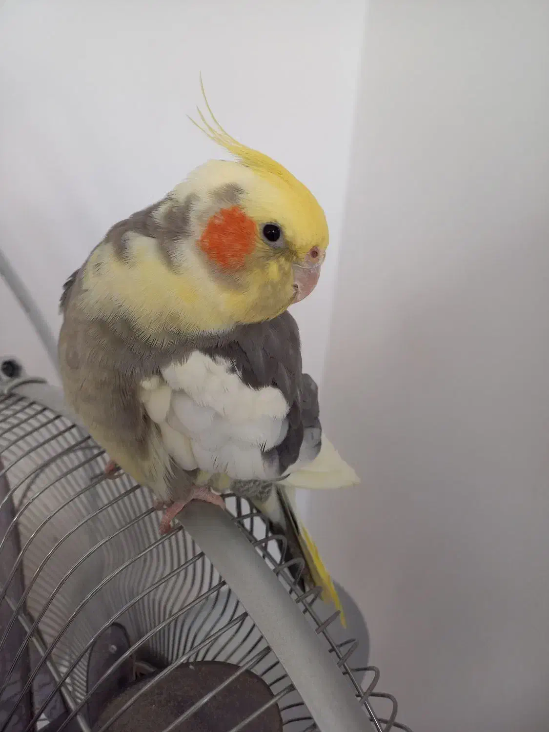 پرنده گم شده|حیوانات|قم, حاج خلیل|دیوار