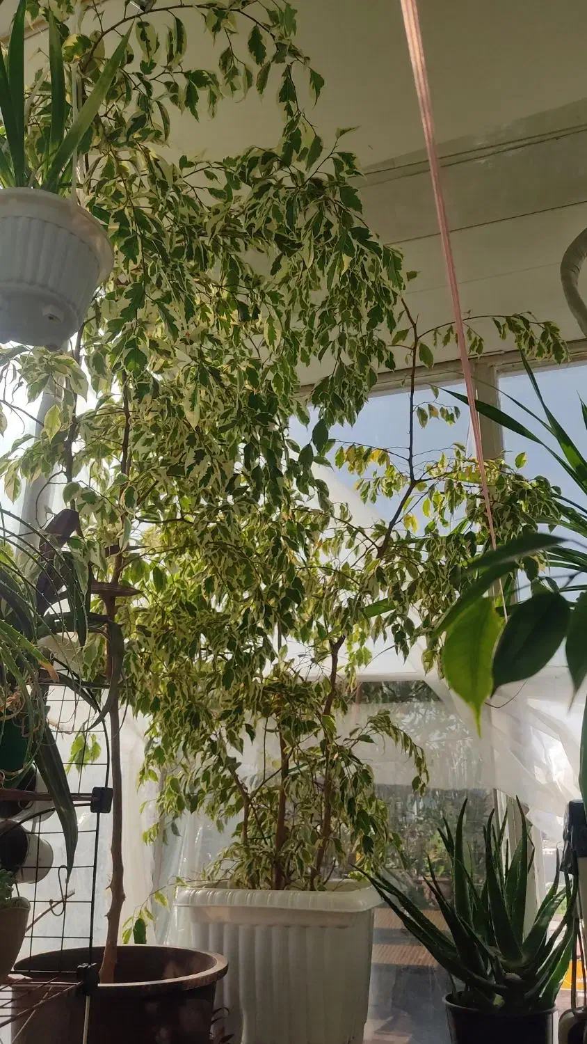 گل بنجامین ابلق|گل و گیاه طبیعی|ارومیه, |دیوار