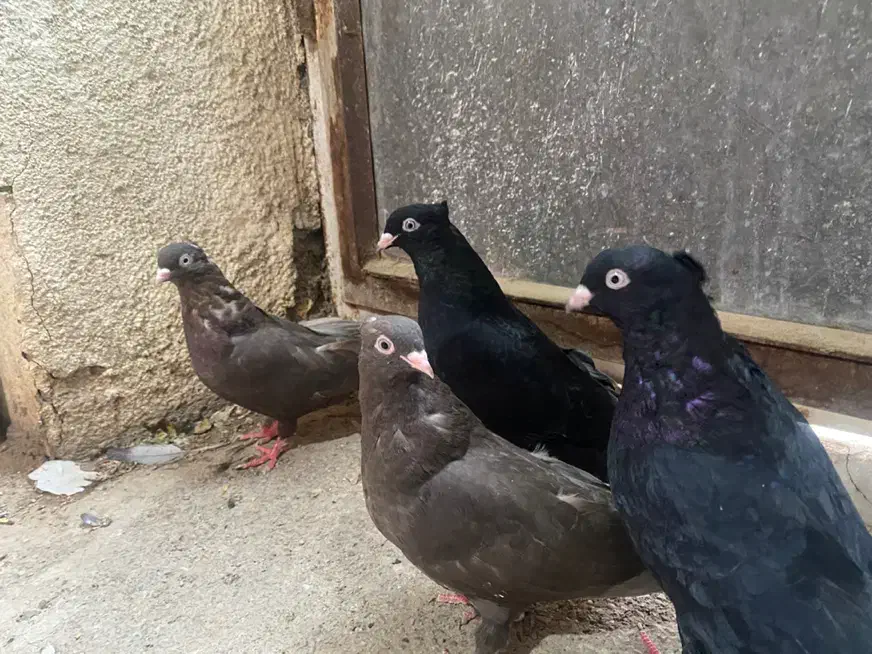 ۲ جفت زاغ آبادان و قهوه ای آبادانی|پرنده|کرج, عظیمیه|دیوار