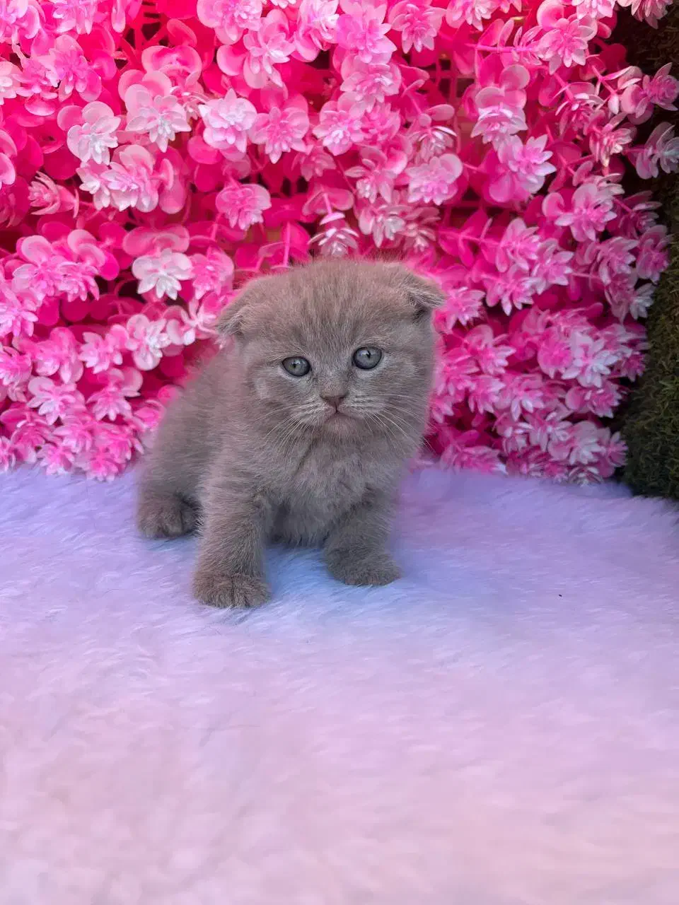 پت آپارتمانی رنگ خاص لیلاک اسکاتیش|گربه|بابل, |دیوار