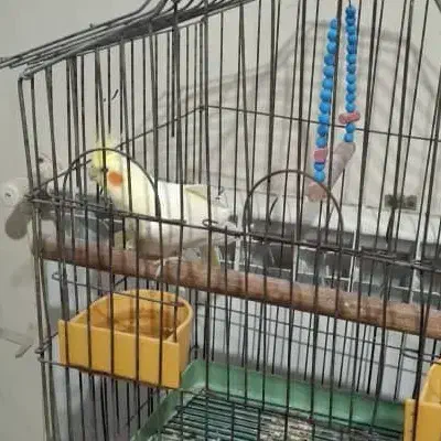 پرنده عروس هلندی|پرنده|ساری, |دیوار