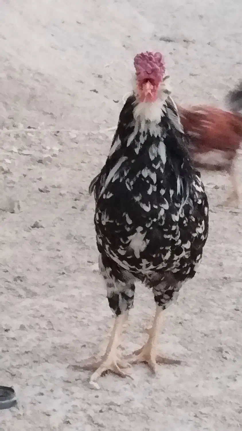 خروس گلین|حیوانات مزرعه|شیراز, رکنآباد|دیوار