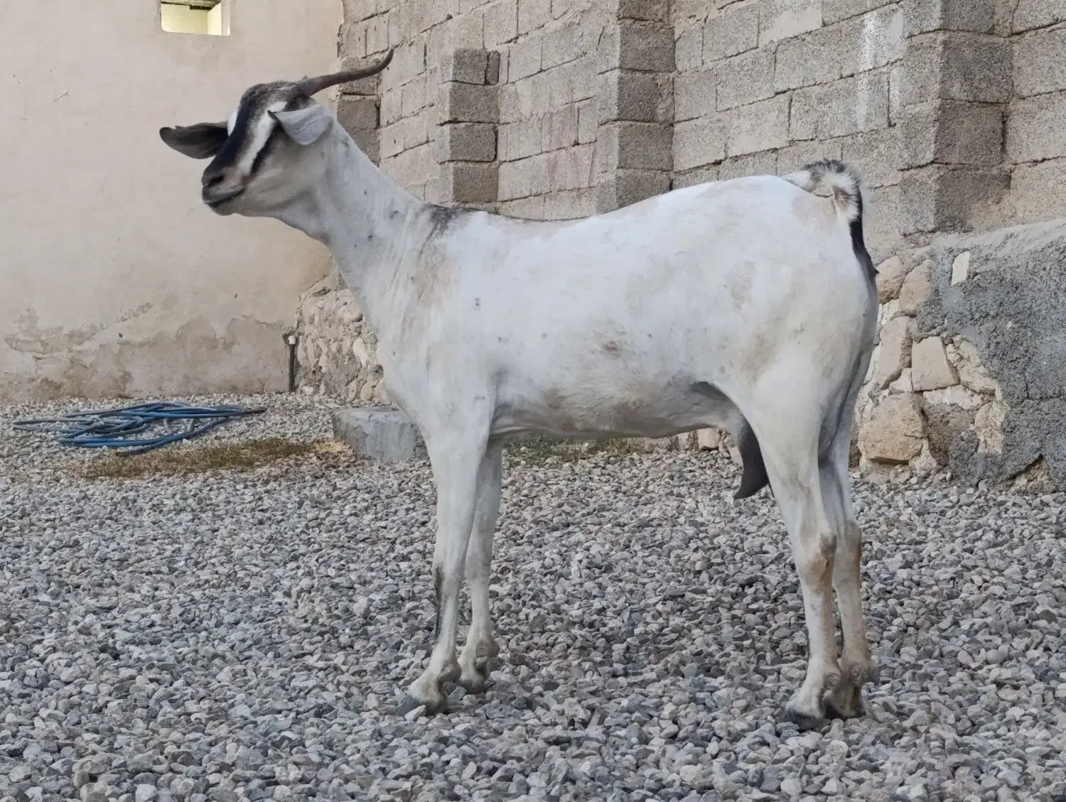 بز سومال|حیوانات مزرعه|بندرعباس, |دیوار