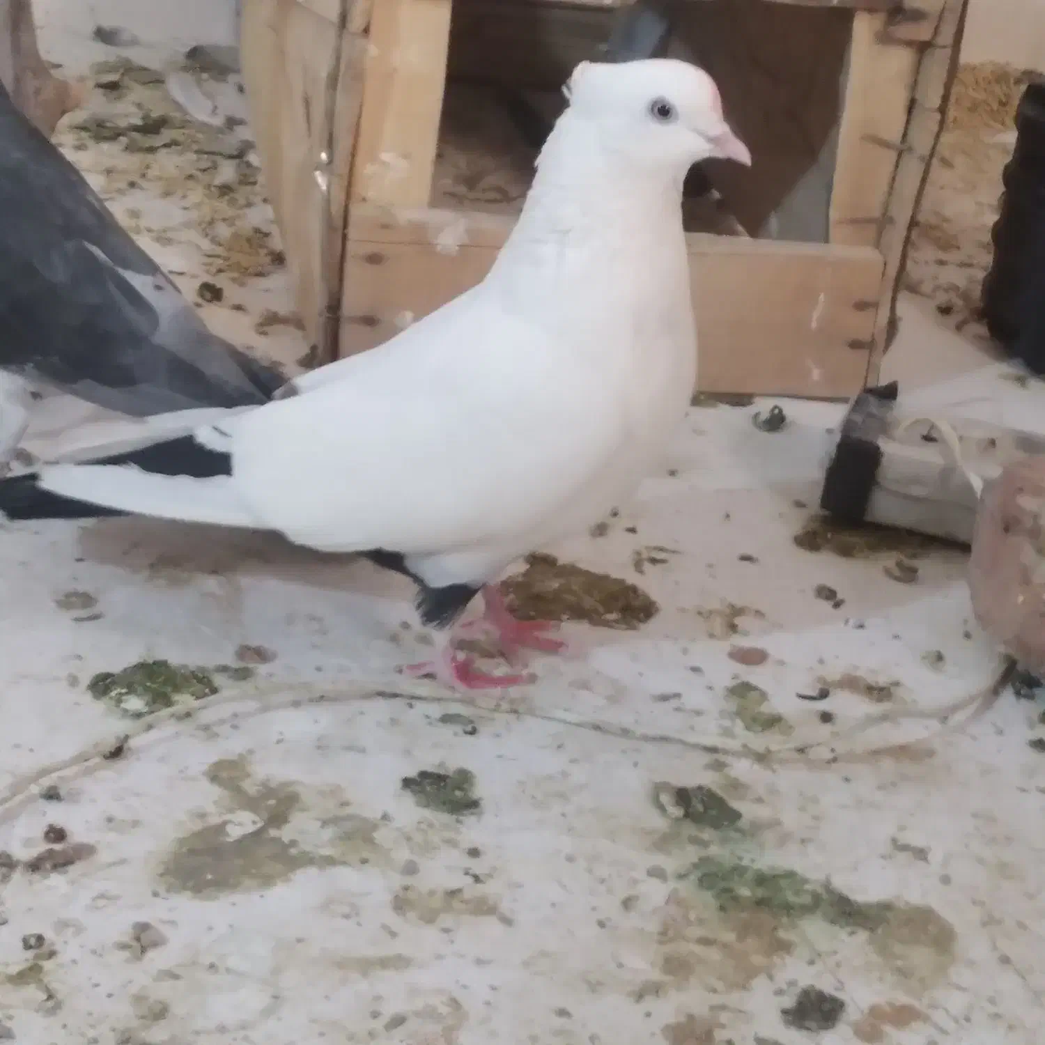 کبوتر|پرنده|کبودرآهنگ, |دیوار