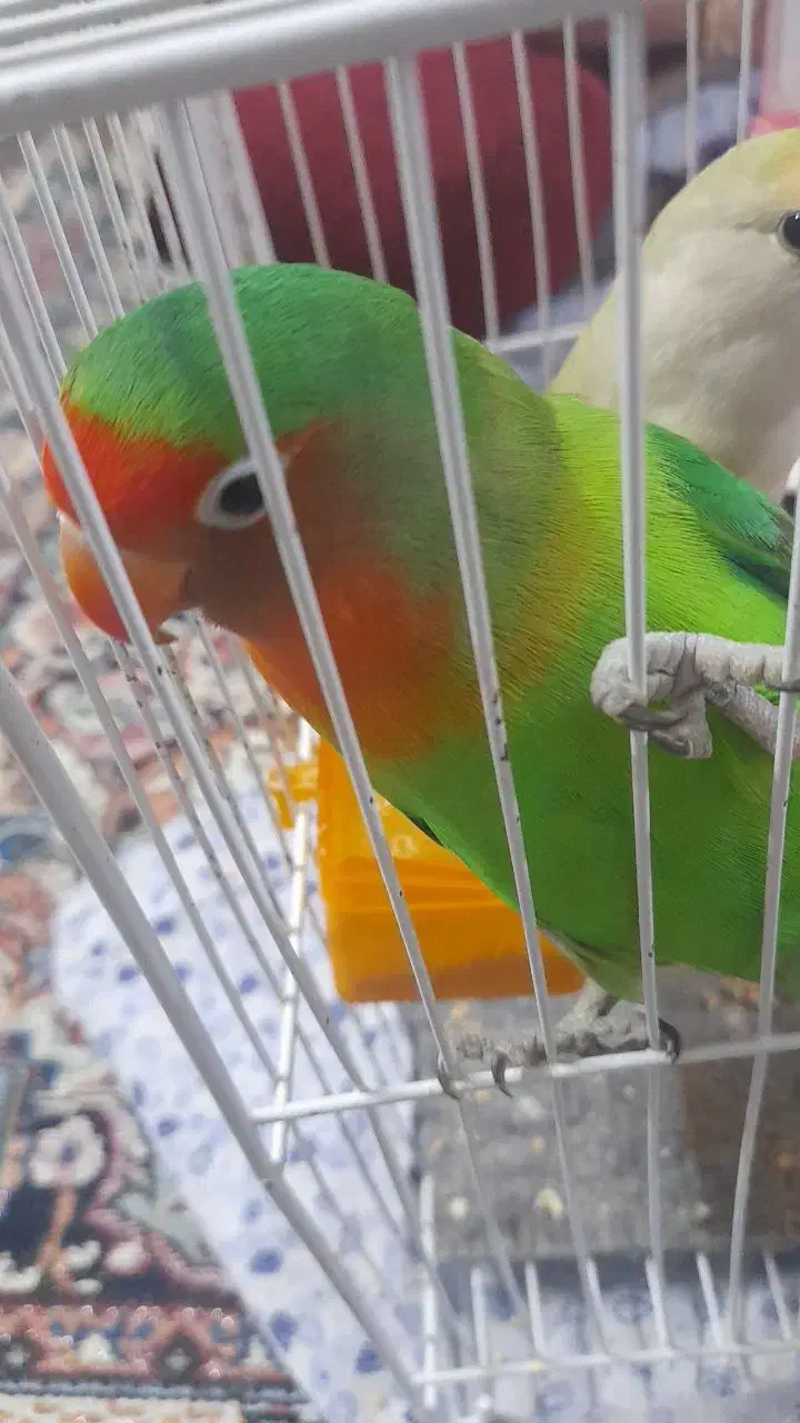 کوتوله برزیلی|پرنده|طرقبه, |دیوار