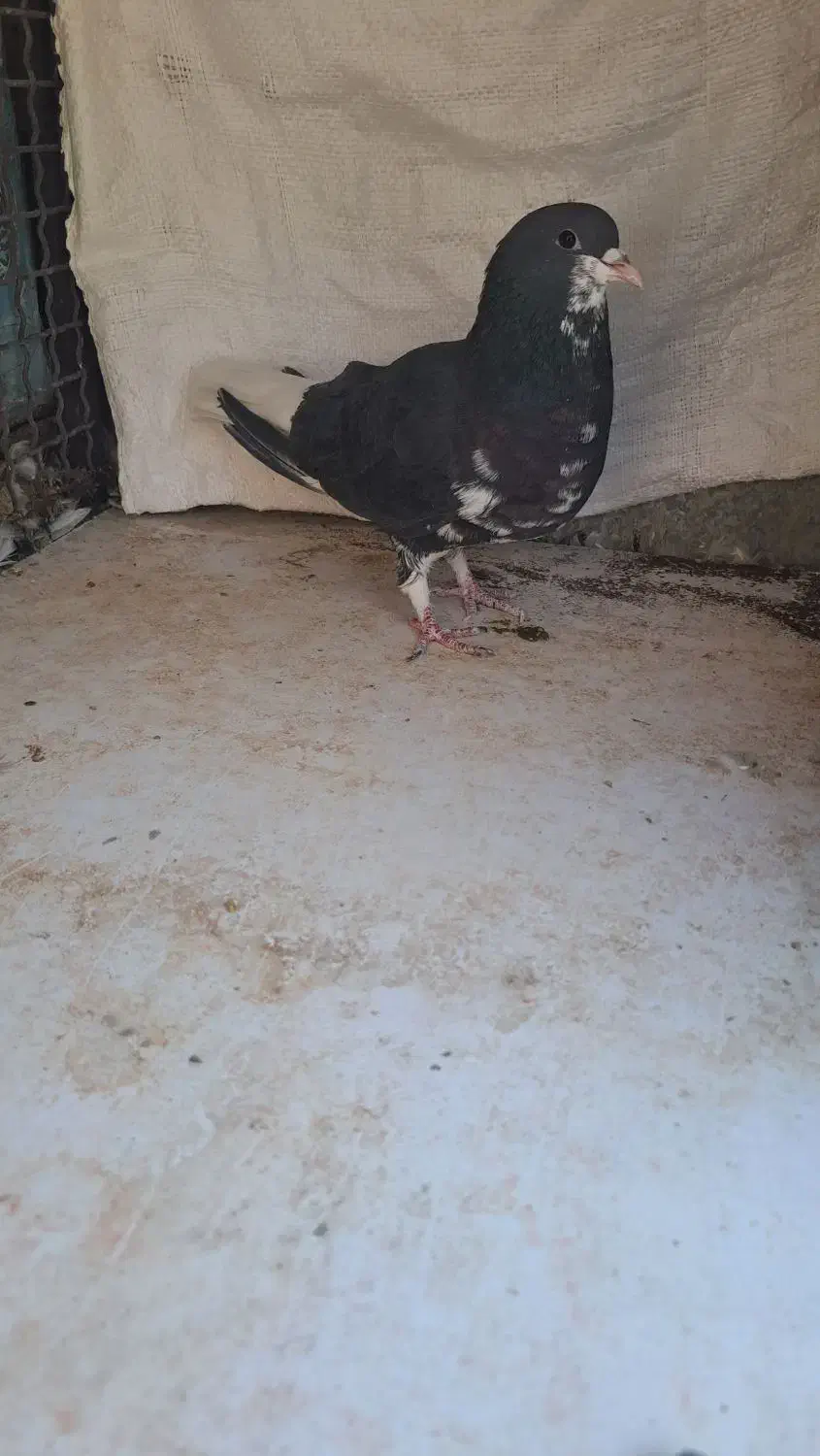 ماده چپ سیاه ماده خوشرنگ سیاه گلدار|پرنده|شیراز, شهرک مفتح|دیوار