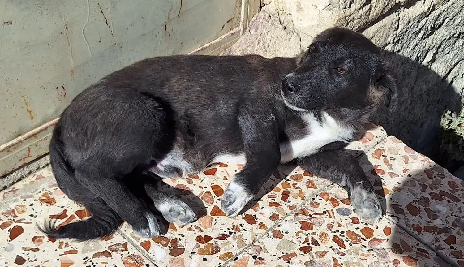 سگ توله|سگ|شیروان (خراسان), |دیوار