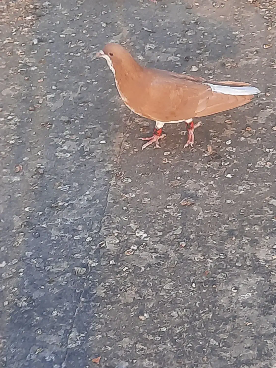 خوشرنگ زرد گلدار نر۴۵۰|پرنده|کازرون, |دیوار