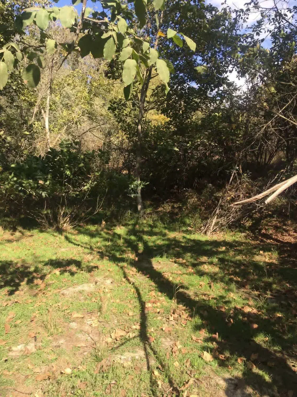 باغ و باغچه|فروش زمین و ملک کلنگی|طارم (زنجان), |دیوار