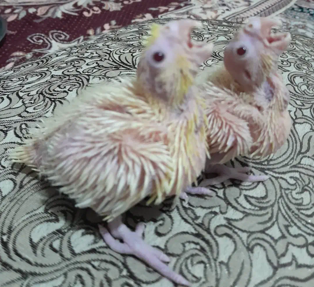 جوجه عروس|پرنده|ایرانشهر, |دیوار