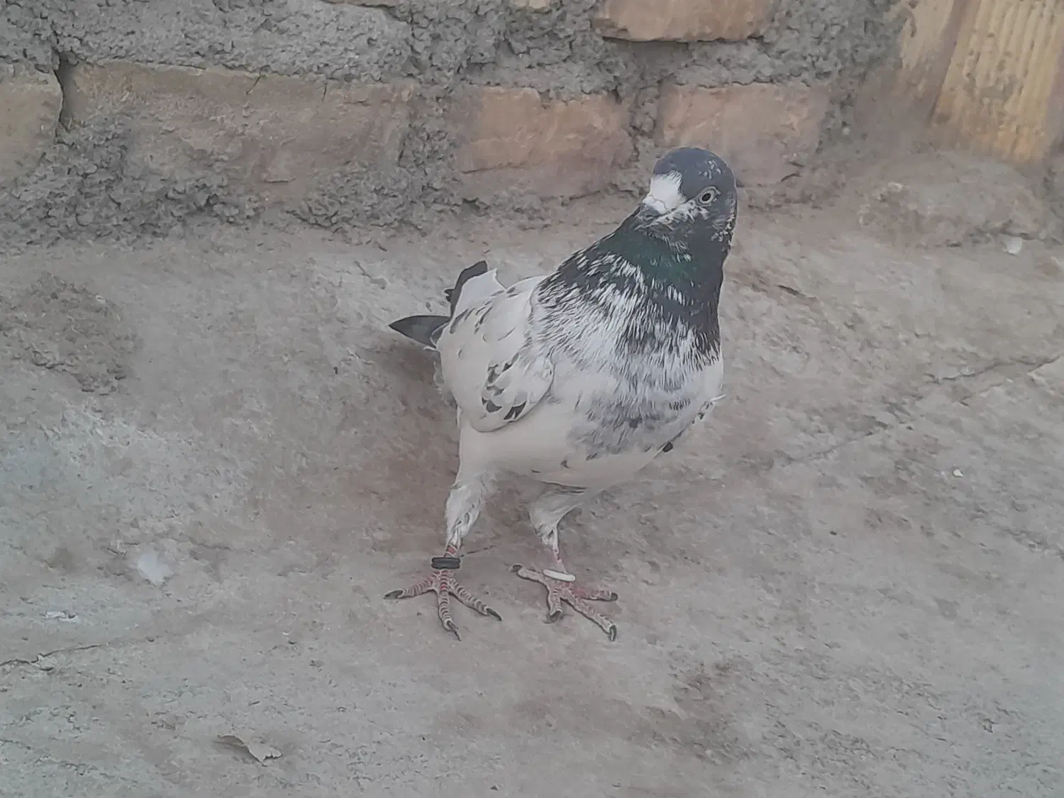 کبوتر گرفتنی|پرنده|نیمروز, |دیوار