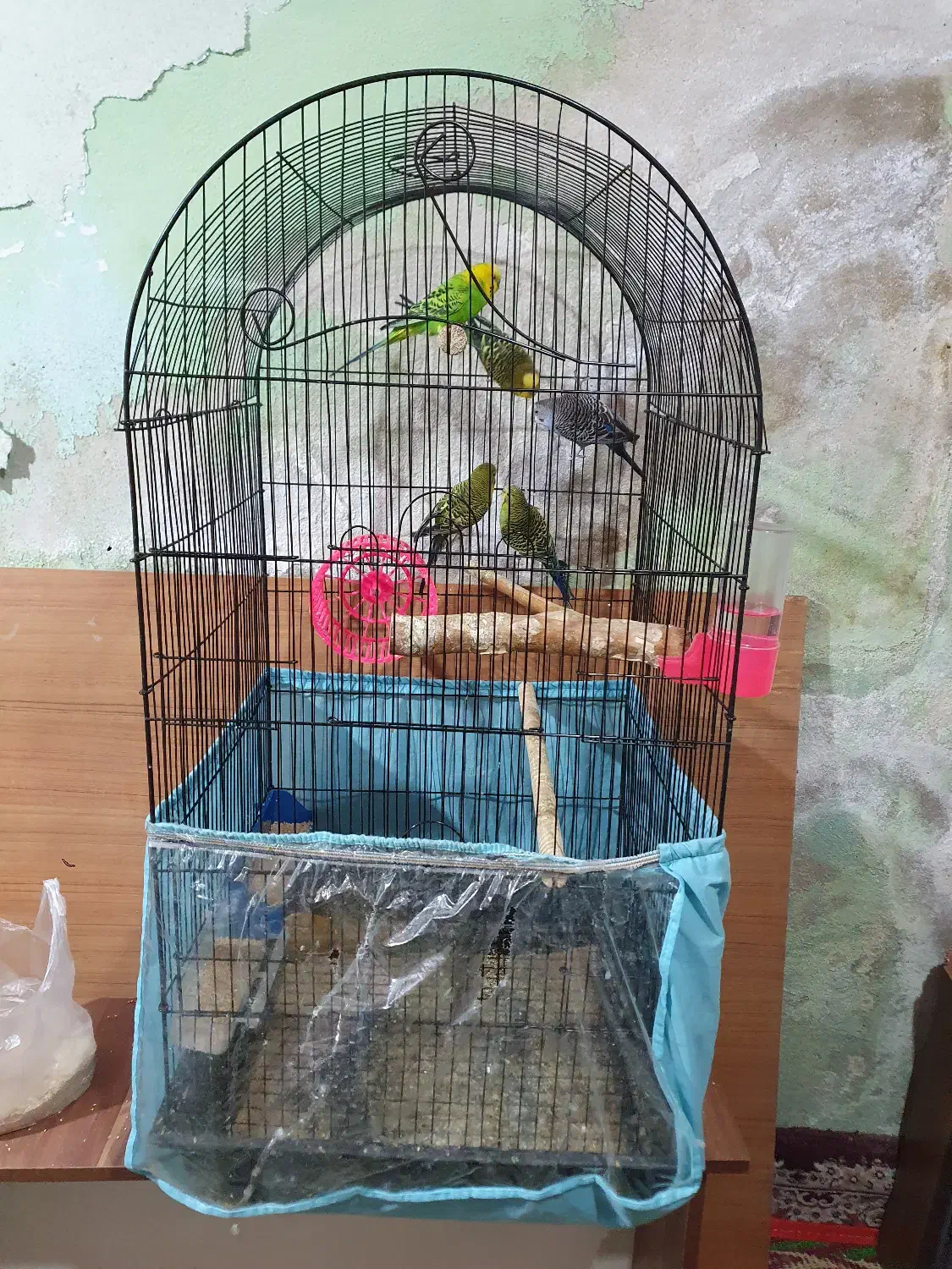 مرغ عشق|پرنده|مشهد, طلاب|دیوار