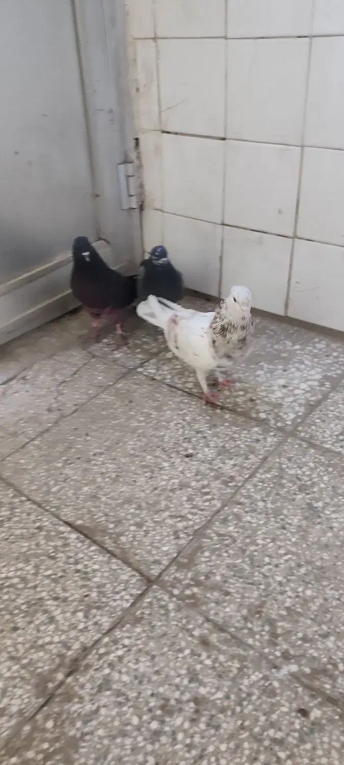 کفتر پرشی|پرنده|قم, نیروگاه|دیوار