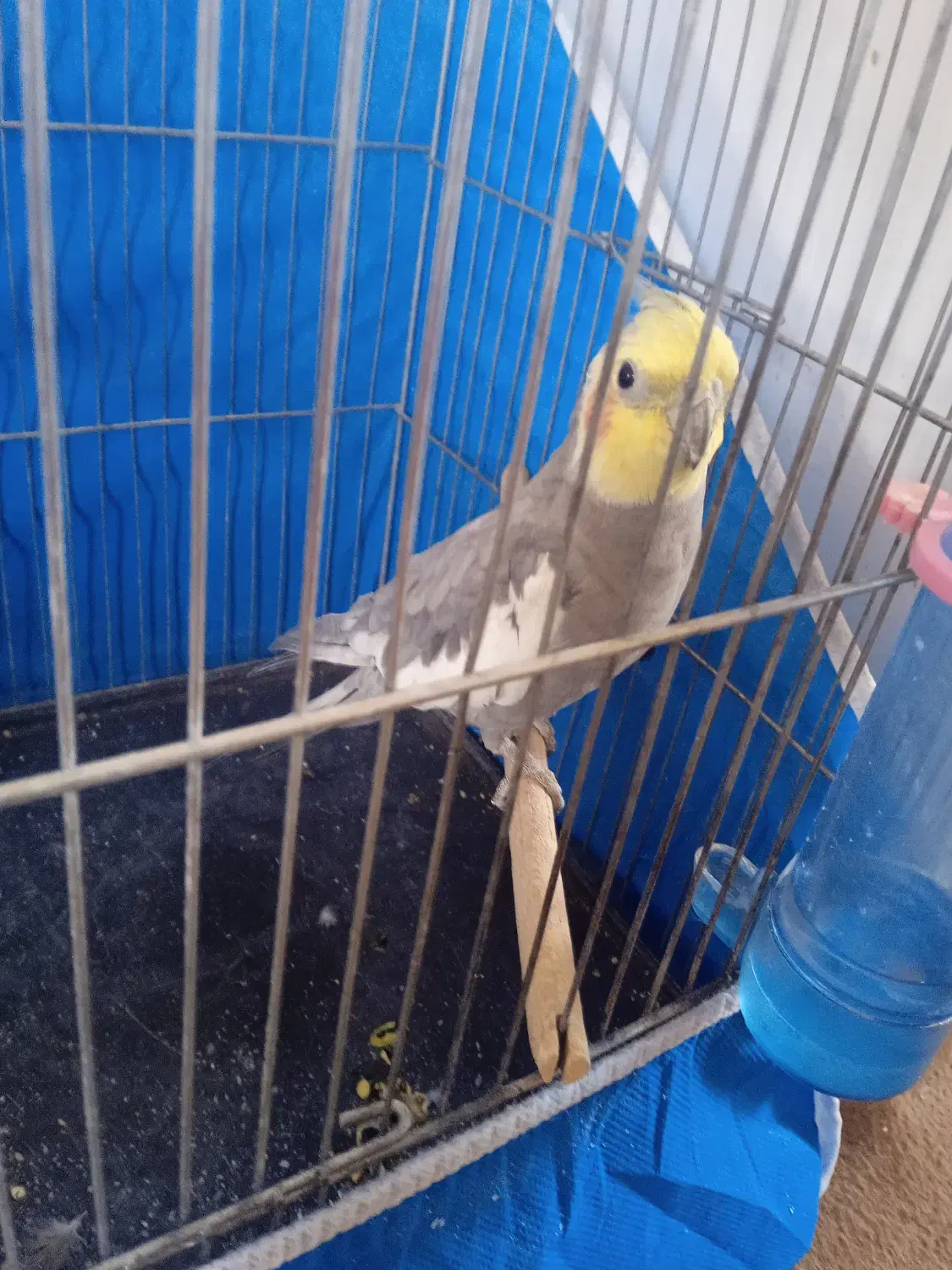 عروس هلندی نر|پرنده|فولادشهر, مسکن مهر فولادشهر|دیوار