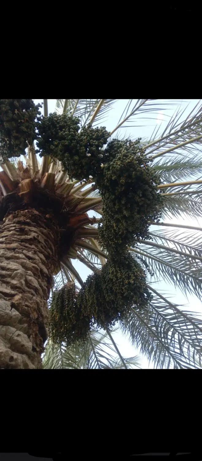بستن‌نخل|خدمات باغبانی و درختکاری|سراوان, |دیوار