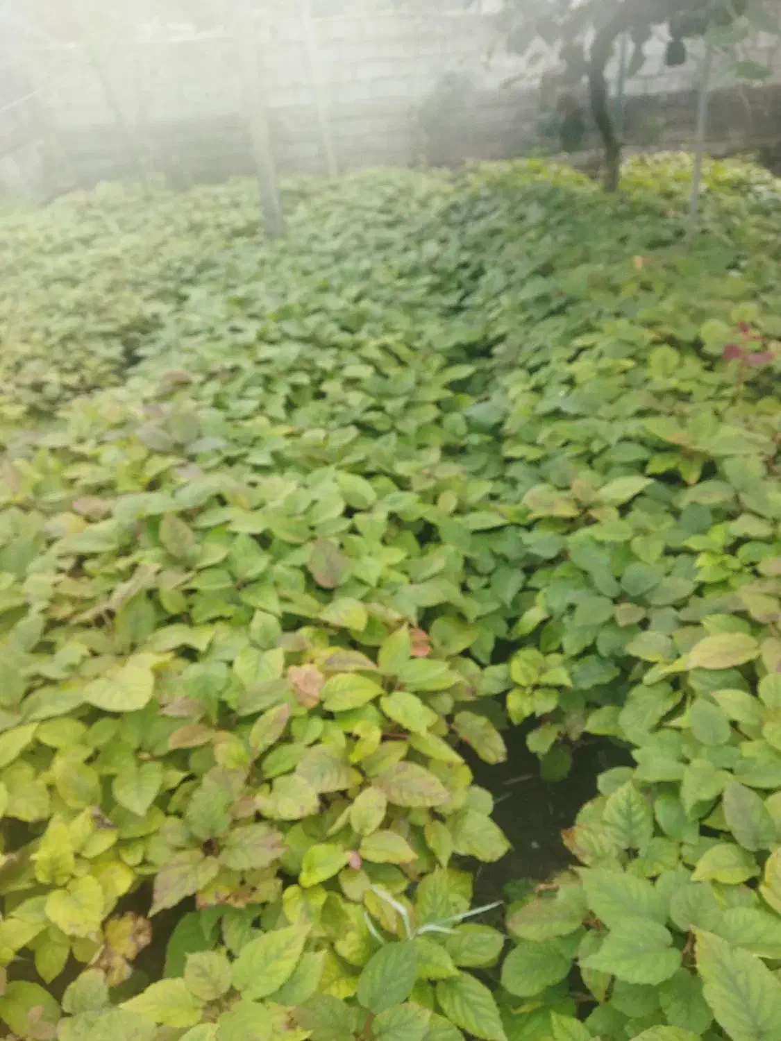 نهال بزر کیوی|گل و گیاه طبیعی|چوبر, |دیوار