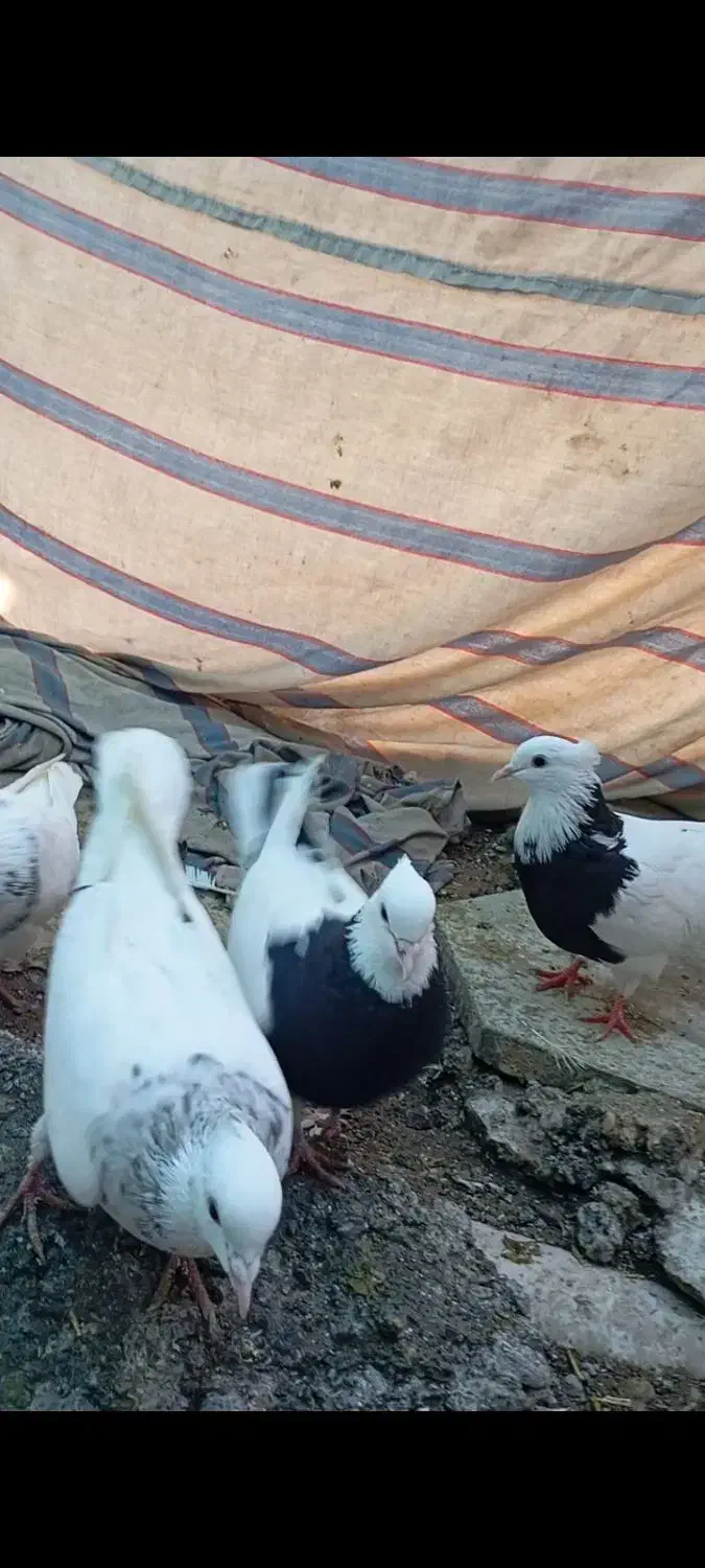 طوقی|پرنده|دره شهر, |دیوار