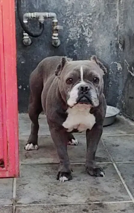 بولی|سگ|بومهن, |دیوار