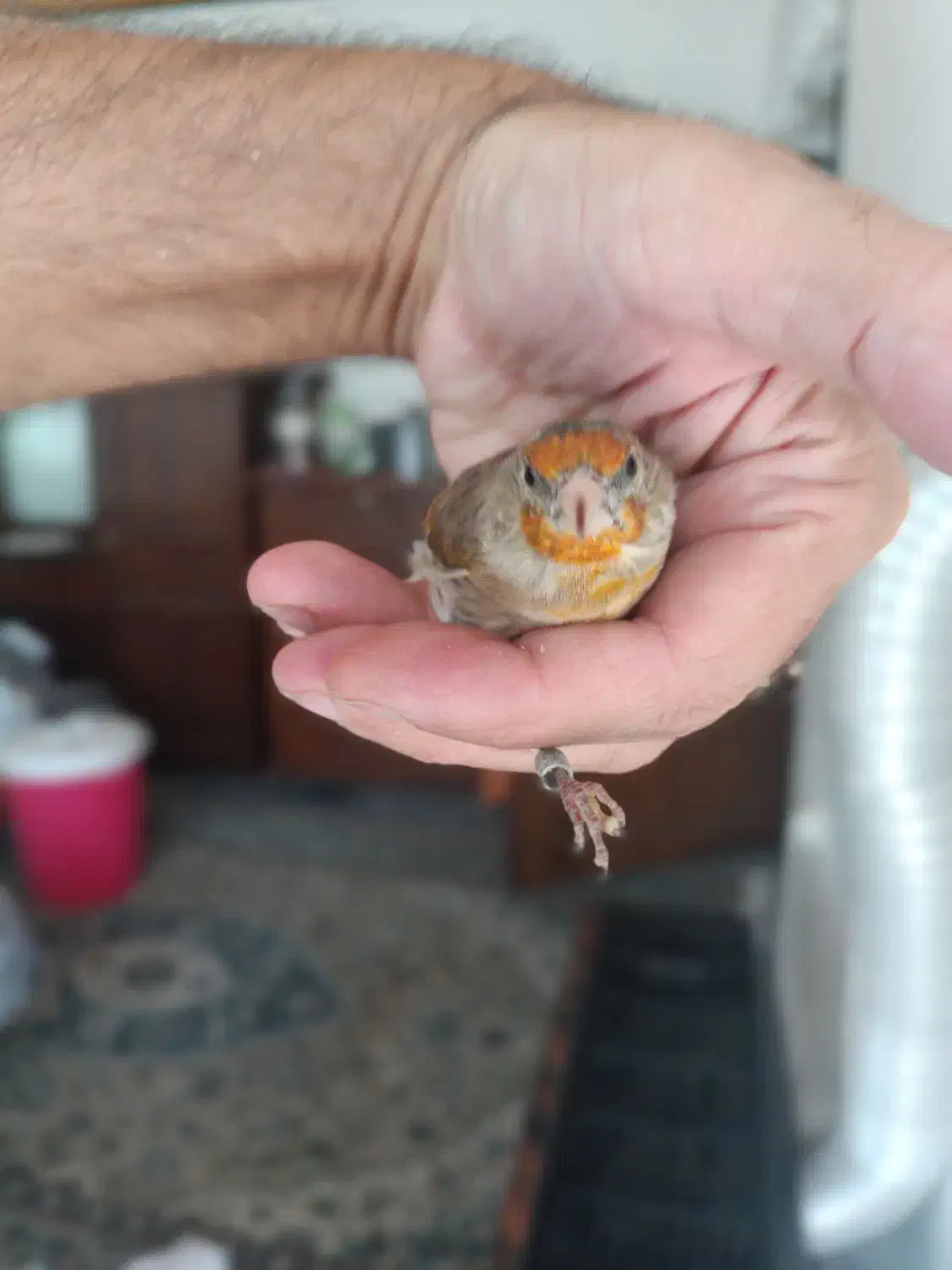 جوجه سهره قناری|پرنده|بندر انزلی, جهانگانی|دیوار