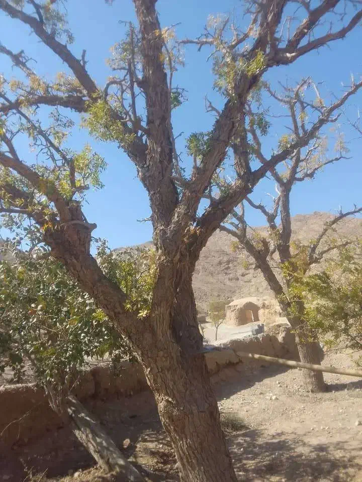 خرید و برش درختان در محل|خدمات باغبانی و درختکاری|بیرجند, |دیوار