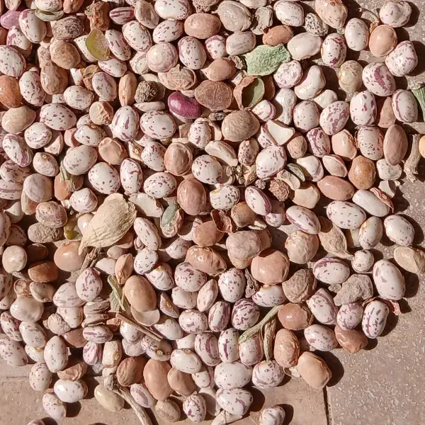 فروش لوبیا چیتی|عمده‌فروشی|آباده, |دیوار