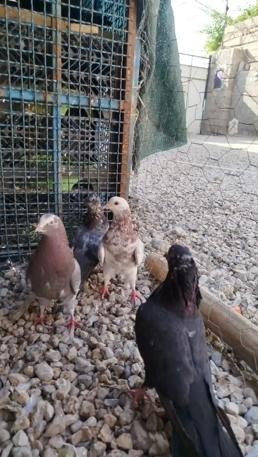 کبوتر پرشی|پرنده|خورموج, |دیوار