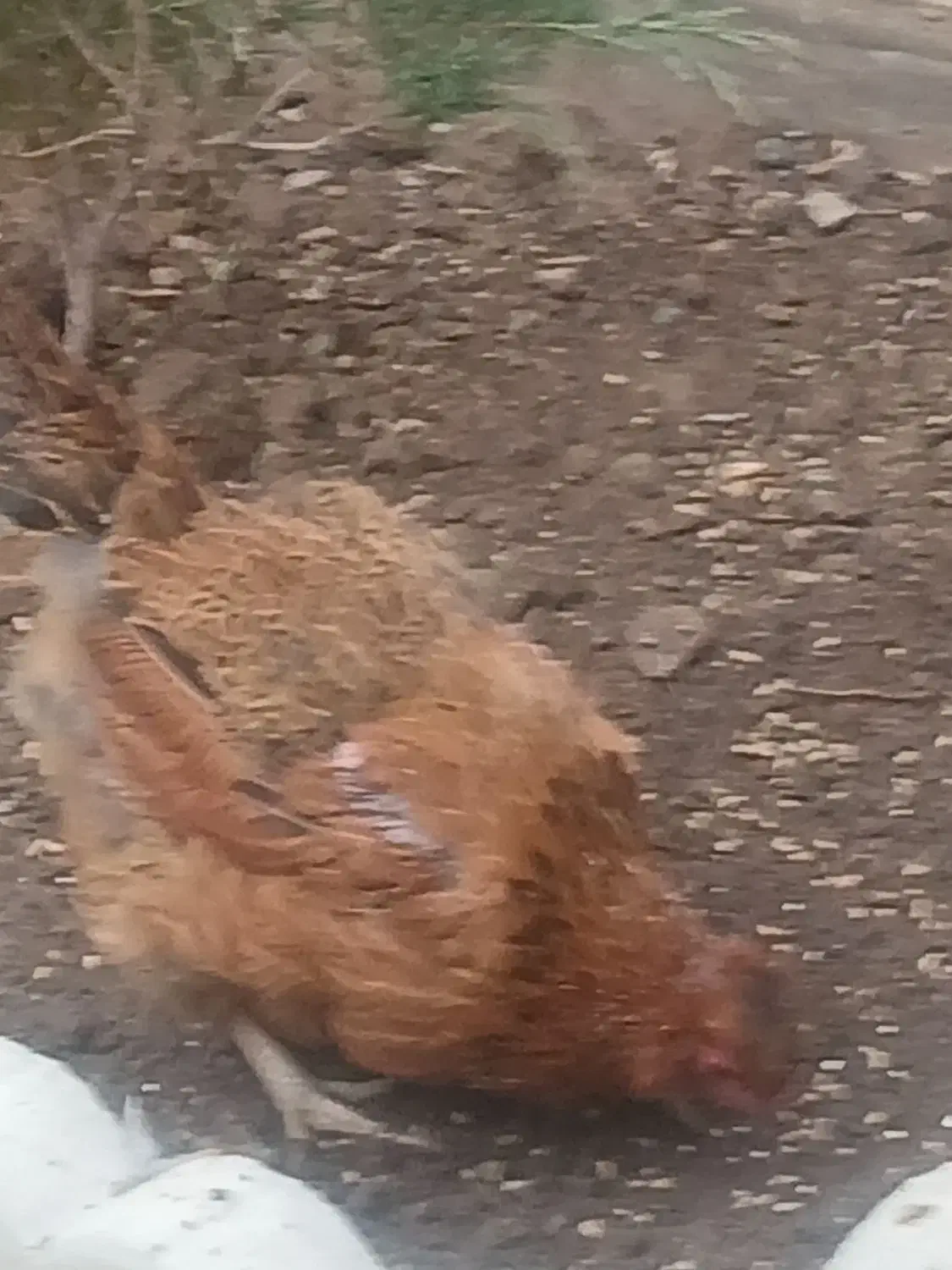 مرغ|حیوانات مزرعه|اصفهان, ارزنان|دیوار