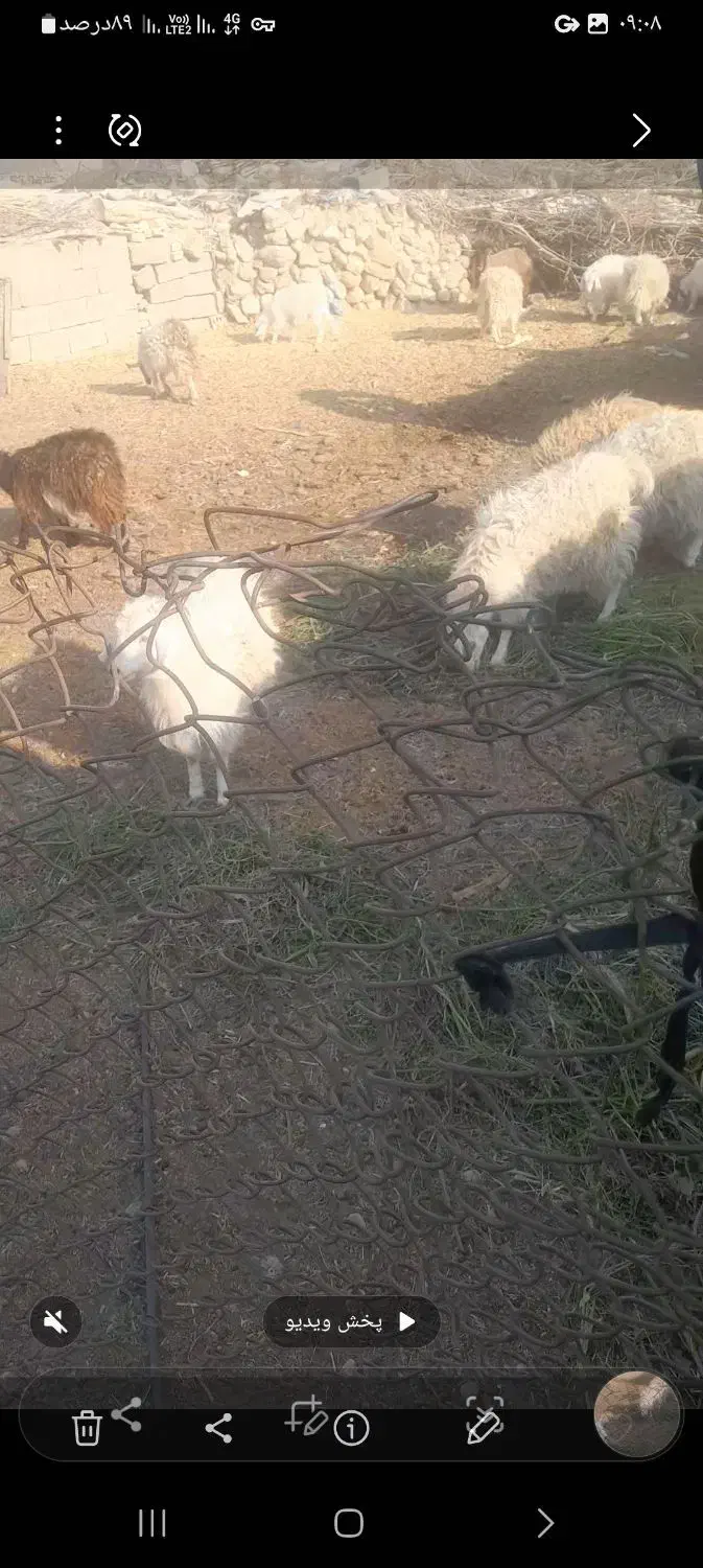 ۱۲ عدد کهره فروشی|حیوانات مزرعه|ارزوئیه, |دیوار