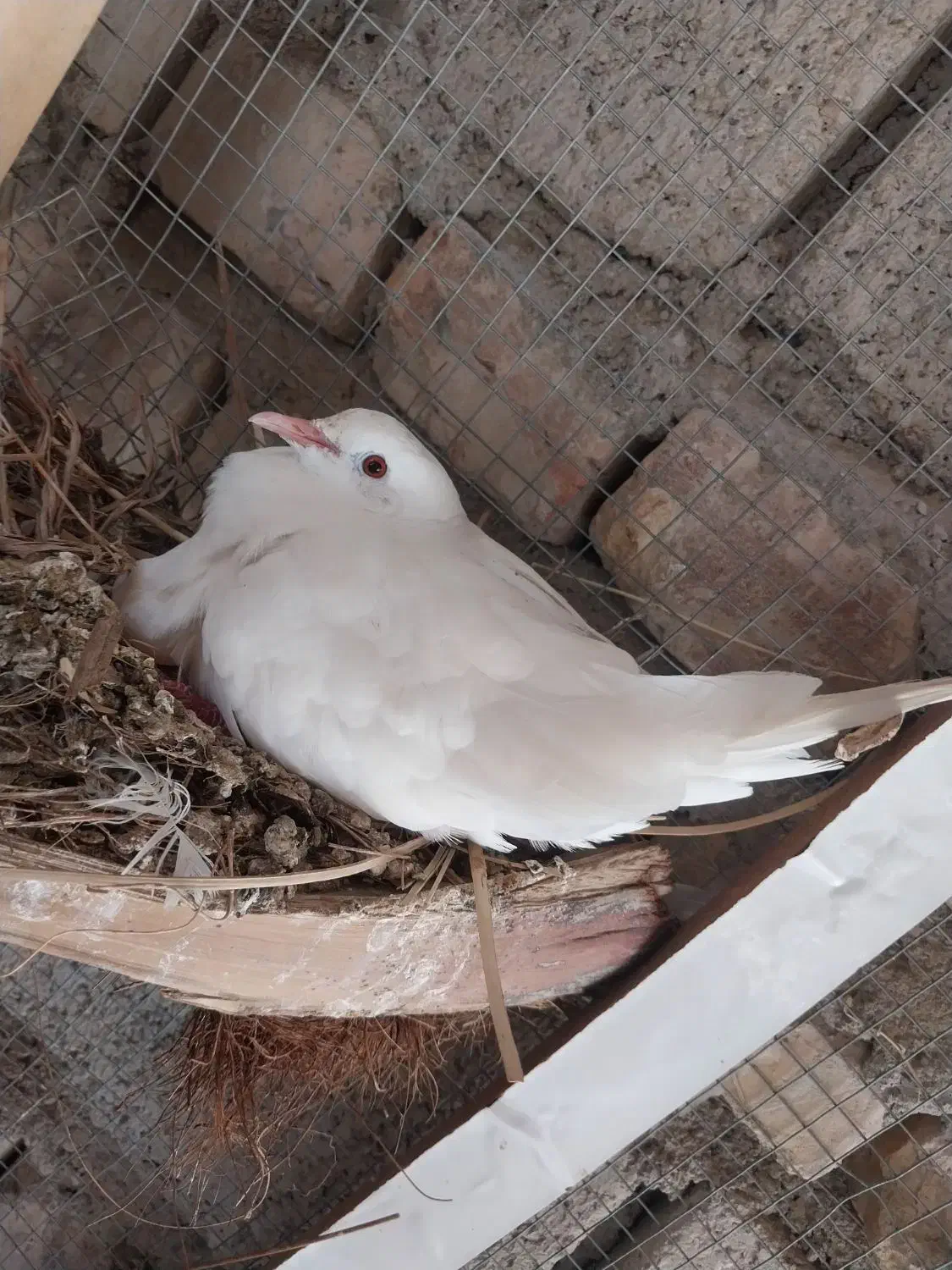 کبوتر خانگی زیبا|پرنده|ایرانشهر, |دیوار