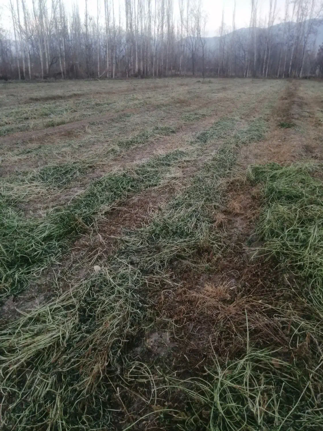 شنبله علف یونجه|لوازم جانبی حیوانات|خوی, |دیوار