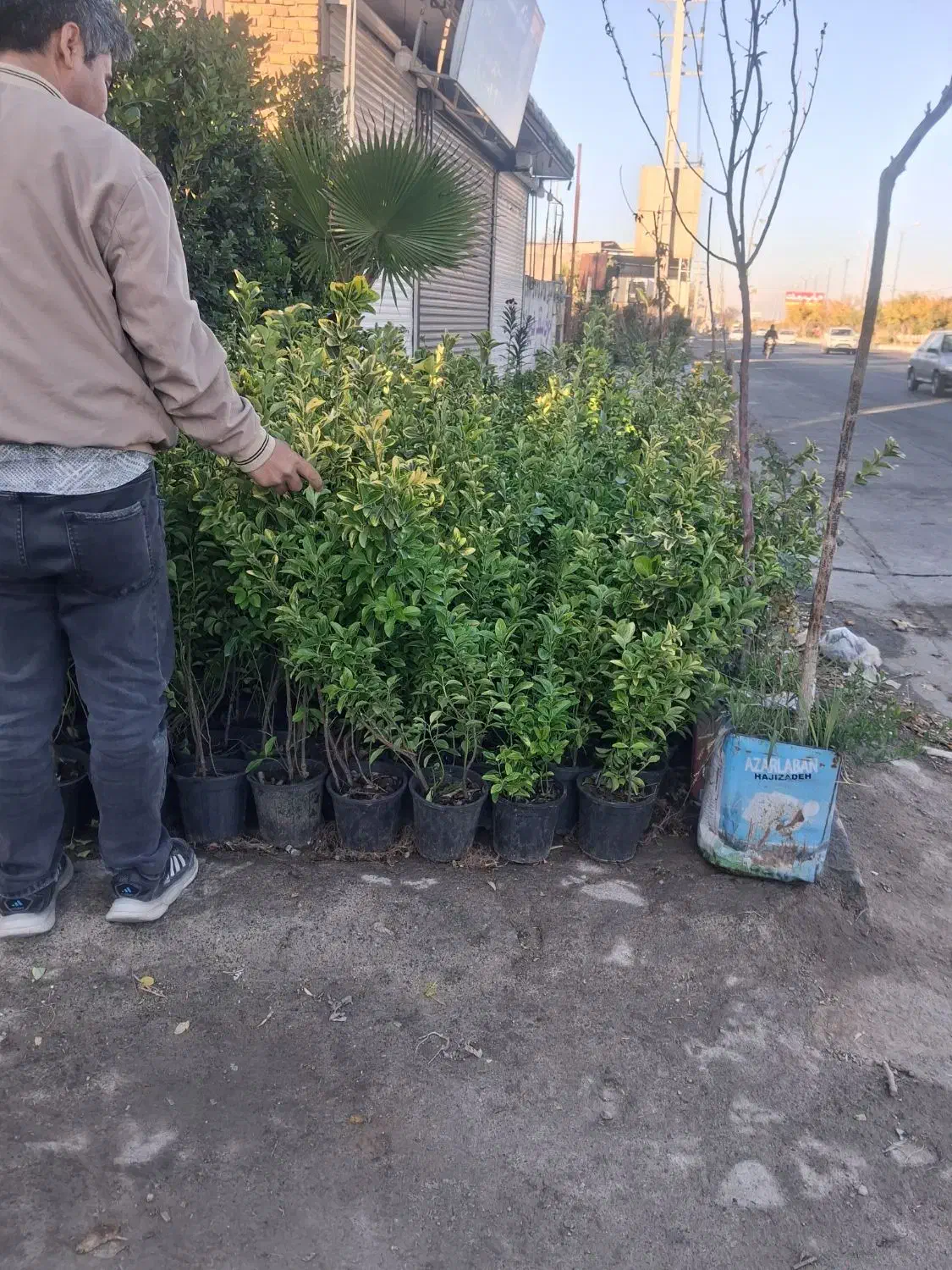 شمشاد طلائ|گل و گیاه طبیعی|ماهدشت, |دیوار