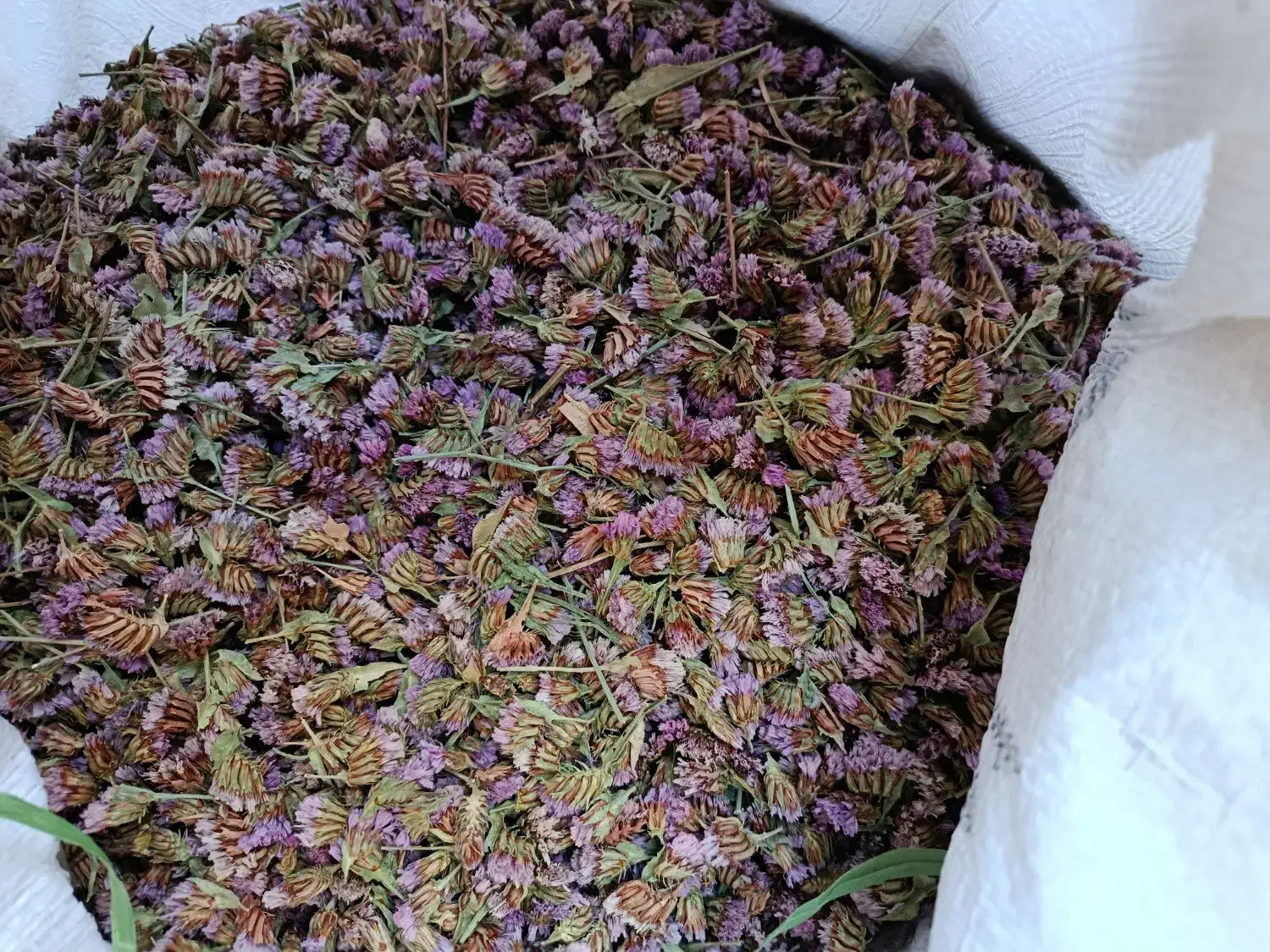 تخم ( بذر ) گل زنبوری یا گل خشک|گل و گیاه طبیعی|محلات, |دیوار