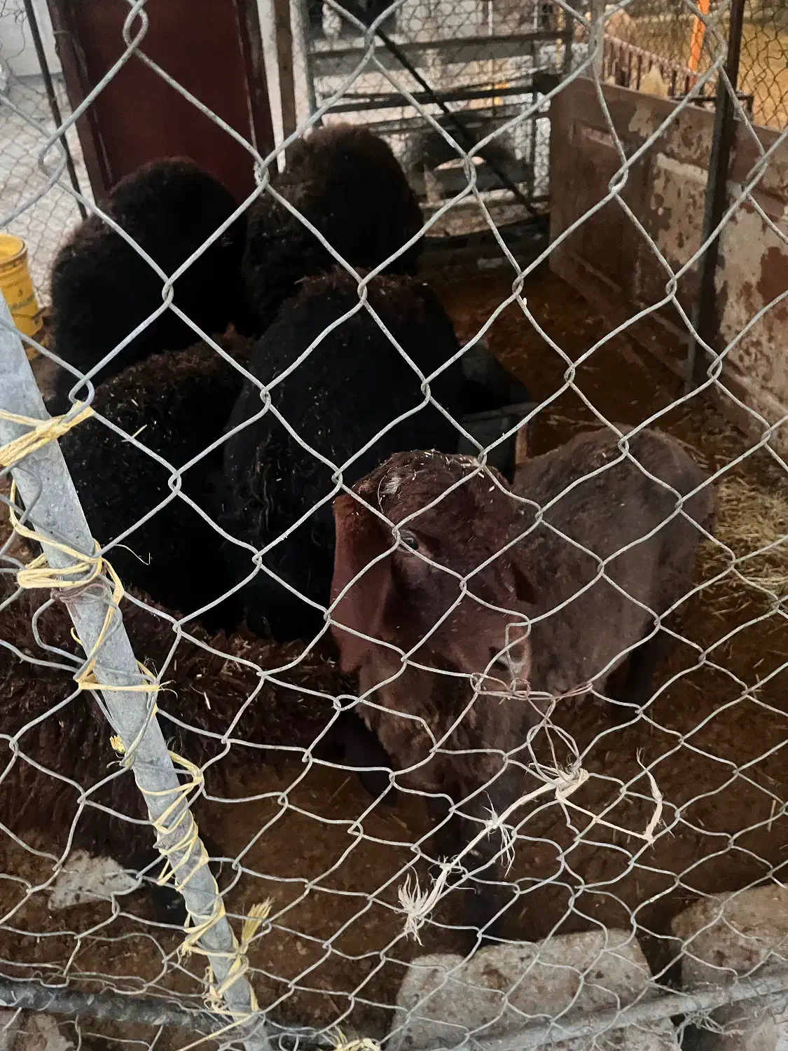 بره شیشک و بره قوچ|حیوانات مزرعه|ماهدشت, |دیوار