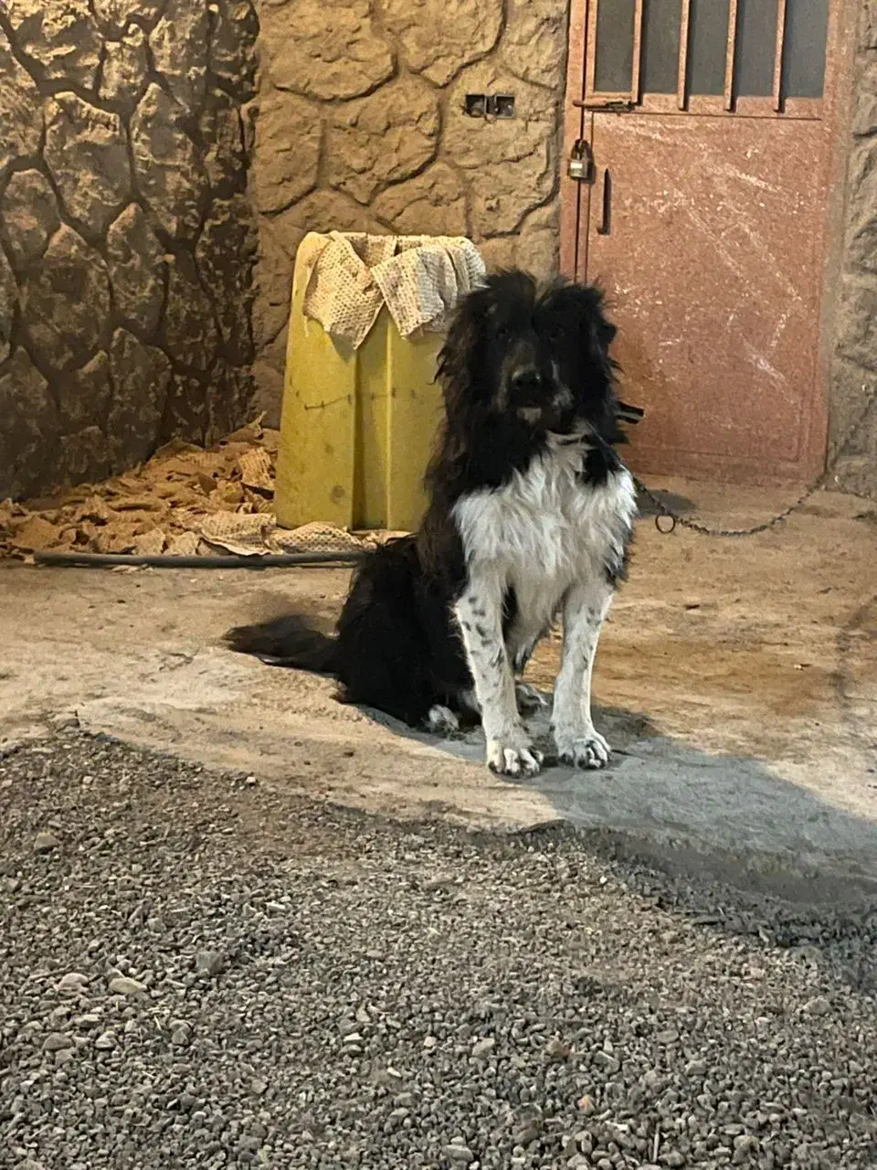 سگ ریشی درشت|سگ|اصفهان, زیار|دیوار