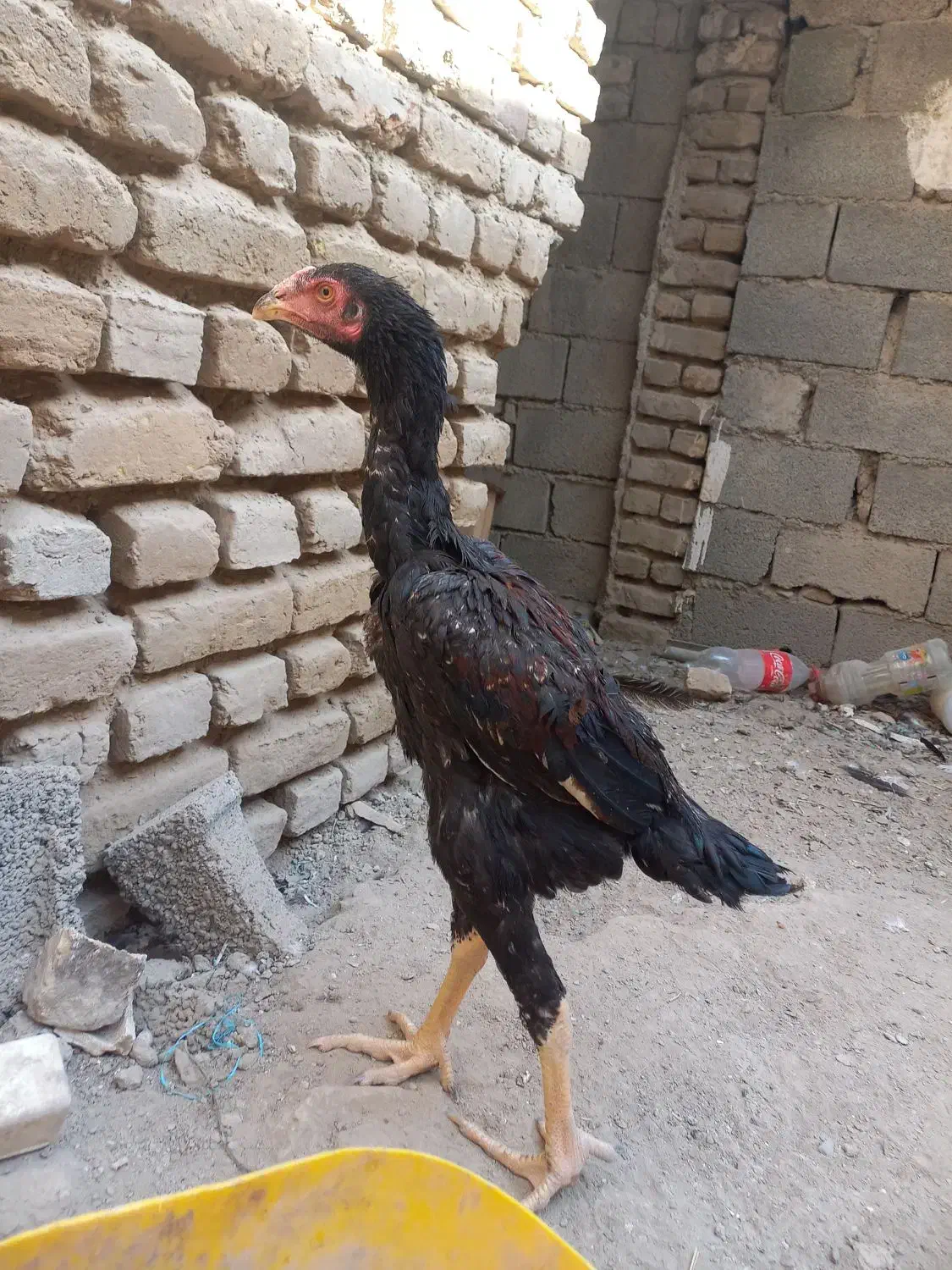 جوجه لاری اوشامو|حیوانات مزرعه|تنکمان, |دیوار